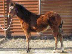 Whiskey Up Zazu JW <BR> AQHA 5819953
